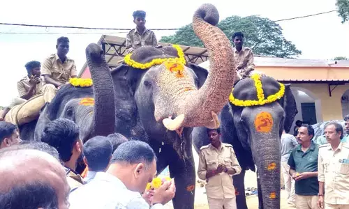 ಜಂಬೂ ಸವಾರಿಗೆ ಸಜ್ಜುಗೊಳ್ಳುತ್ತಿರುವ ಕ್ಯಾಪ್ಟನ್ ಅಭಿಮನ್ಯು ನೇತೃತ್ವದ ಗಜಪಡೆ