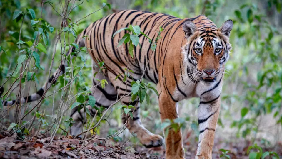 ಮೈಸೂರು | ಪರಿಹಾರದ ಆಸೆಗೆ ಪತಿಯನ್ನು ಹತ್ಯೆಗೈದು ಹುಲಿ ಕೊಂದಿದೆ ಎಂದು ಕಥೆ ಕಟ್ಟಿ ಸಿಕ್ಕಿ ಬಿದ್ದ ಪತ್ನಿ!