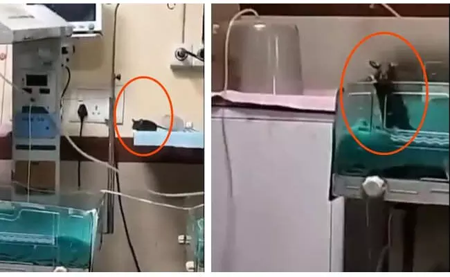 ಮಧ್ಯಪ್ರದೇಶ | ಇಲಿ ಕಚ್ಚಿ 2 ನವಜಾತ ಶಿಶುಗಳು ಮೃತ್ಯು : ಸ್ಥಿತಿ-ಗತಿ ವರದಿ ಸಲ್ಲಿಸುವಂತೆ ಹೈಕೋಟ್ ಸೂಚನೆ