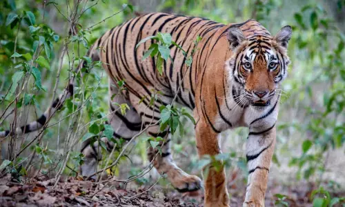 ಮೈಸೂರು | ಪರಿಹಾರದ ಆಸೆಗೆ ಪತಿಯನ್ನು ಹತ್ಯೆಗೈದು ಹುಲಿ ಕೊಂದಿದೆ ಎಂದು ಕಥೆ ಕಟ್ಟಿ ಸಿಕ್ಕಿ ಬಿದ್ದ ಪತ್ನಿ!
