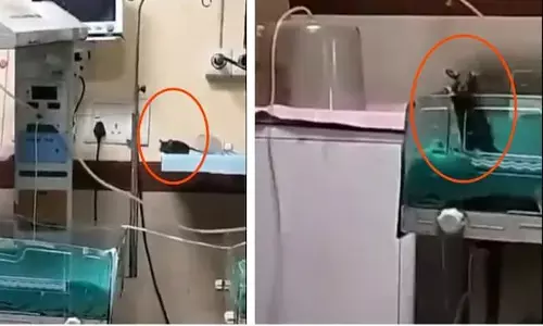 ಮಧ್ಯಪ್ರದೇಶ | ಇಲಿ ಕಚ್ಚಿ 2 ನವಜಾತ ಶಿಶುಗಳು ಮೃತ್ಯು : ಸ್ಥಿತಿ-ಗತಿ ವರದಿ ಸಲ್ಲಿಸುವಂತೆ ಹೈಕೋಟ್ ಸೂಚನೆ