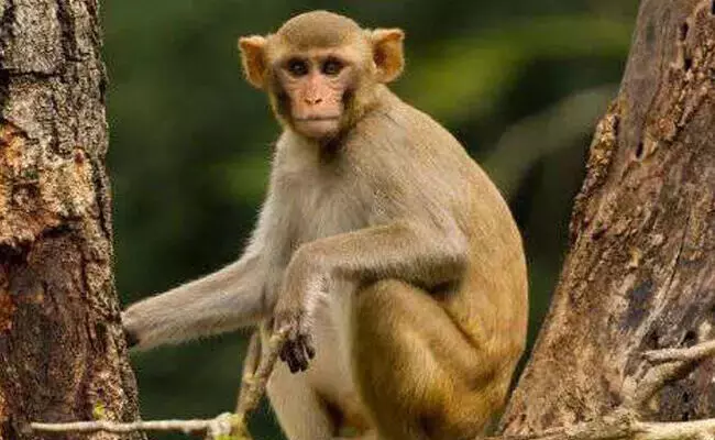 ಲಿಂಗಸುಗೂರು | ಮಂಗಗಳಿಂದ ದಾಳಿ : ಹಲವರಿಗೆ ಗಂಭೀರ ಗಾಯ