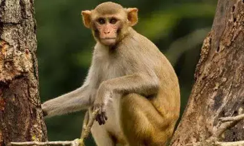 ಲಿಂಗಸುಗೂರು | ಮಂಗಗಳಿಂದ ದಾಳಿ : ಹಲವರಿಗೆ ಗಂಭೀರ ಗಾಯ