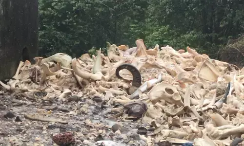 ಭಟ್ಕಳದಲ್ಲಿ ಜಾನುವಾರು ಮೂಳೆಗಳ ಸುಳ್ಳು ಸುದ್ದಿ: ಕಿಡಿಗೇಡಿಗಳ ವಿರುದ್ಧ ಪೊಲೀಸರಿಂದ ಕ್ರಮ