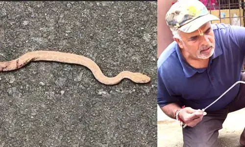 ಅಪರೂಪದ ಚಿನ್ನ ಬಣ್ಣದ ರಸೆಲ್ಸ್ ವೈಪರ್ ಹಾವು