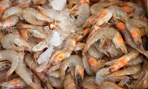 ಟ್ರಂಪ್ ಸುಂಕ ಎಫೆಕ್ಟ್‌ : ಆಂಧ್ರಪ್ರದೇಶಕ್ಕೆ ಸಿಗಡಿ ರಫ್ತಿನಲ್ಲಿ 25,000 ಕೋಟಿ ರೂ. ನಷ್ಟ !