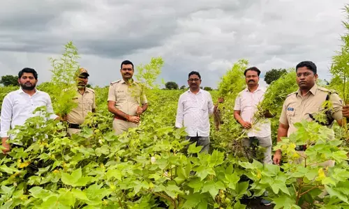 ಬೀದರ್ | 8 ಕೆಜಿ 120 ಗ್ರಾಂ ಗಾಂಜಾ ಗಿಡಗಳು ಜಪ್ತಿ : ಆರೋಪಿಯ ಬಂಧನ