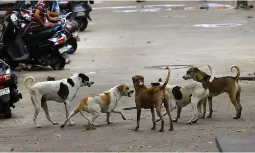 ಉತ್ತರ ಪ್ರದೇಶ | ಮಾನವರಿಗೆ 2 ಸಲ ಕಚ್ಚುವ ನಾಯಿಗಳಿಗೆ ‘ಜೀವಾವಧಿ’!