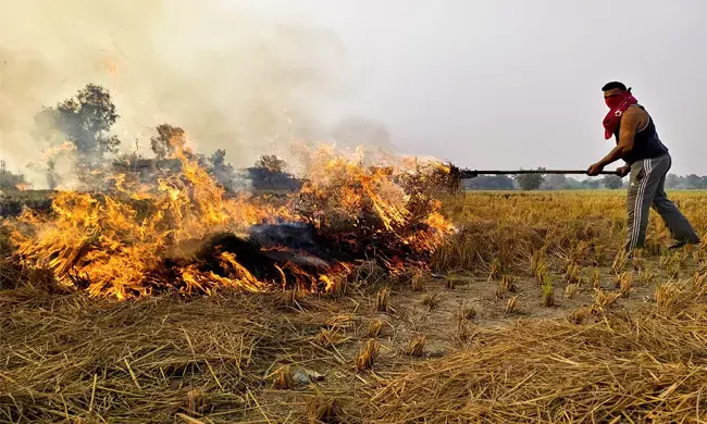 ಭತ್ತದ ಕೂಳೆ ಸುಡುತ್ತಿರುವ ರೈತರನ್ನು ಏಕೆ ಬಂಧಿಸಬಾರದು? : ಪಂಜಾಬ್ ಸರಕಾರಕ್ಕೆ ಸುಪ್ರೀಂ ಕೋರ್ಟ್ ಪ್ರಶ್ನೆ