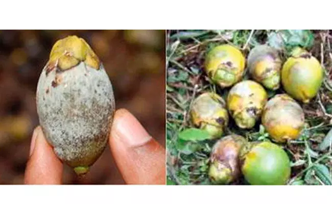 ಕುಡುಕರ ಕಥೆಯಲ್ಲ, ರೈತರ ನೋವು!