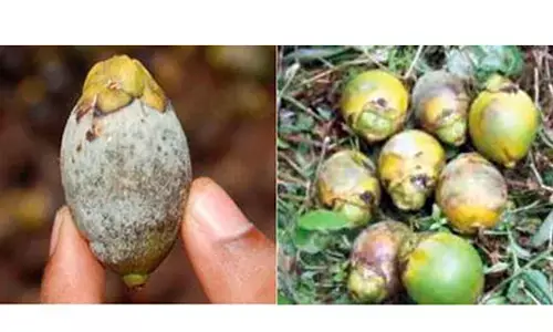 ಕುಡುಕರ ಕಥೆಯಲ್ಲ, ರೈತರ ನೋವು!