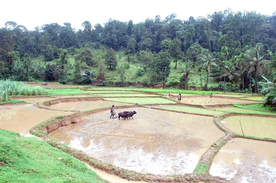 ಪರಿಮಳದಿಂದಲೇ ಮನಗೆಲ್ಲುವ ‘ಮೇದಿನಿ ಸಣ್ಣಕ್ಕಿ’