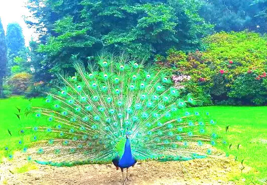 ಕರಾವಳಿ ಊರುಗಳಲ್ಲಿ ಹೆಚ್ಚುತ್ತಿರುವ ನವಿಲು ಸಂತತಿ