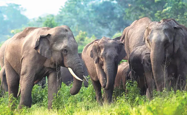 ರಾಜ್ಯದಲ್ಲಿ ಮುಂದುವರಿದ ಮಾನವ-ಕಾಡಾನೆ ಸಂಘರ್ಷ