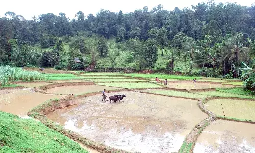 ಪರಿಮಳದಿಂದಲೇ ಮನಗೆಲ್ಲುವ ‘ಮೇದಿನಿ ಸಣ್ಣಕ್ಕಿ’