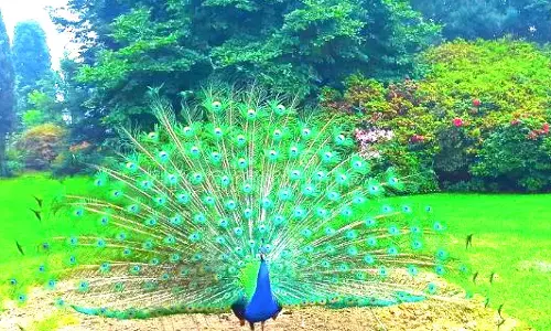 ಕರಾವಳಿ ಊರುಗಳಲ್ಲಿ ಹೆಚ್ಚುತ್ತಿರುವ ನವಿಲು ಸಂತತಿ