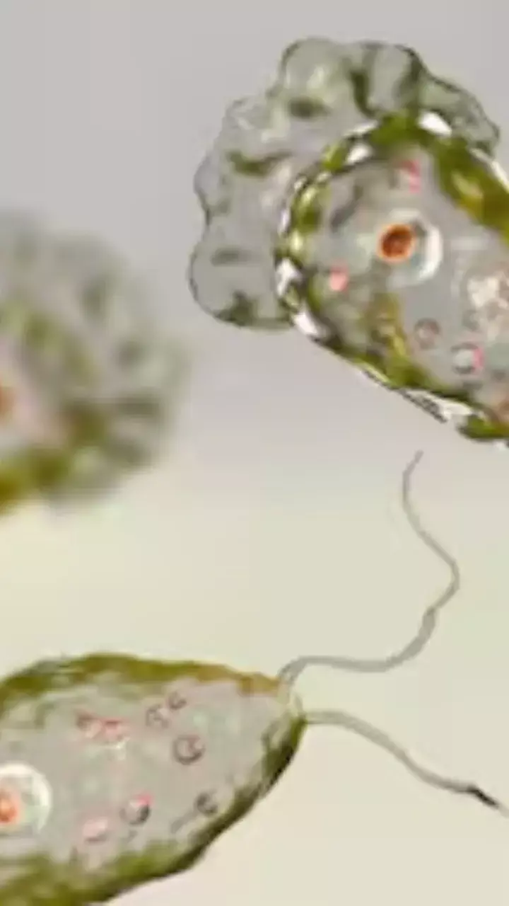 ಕೇರಳದಲ್ಲಿ ಹೆಚ್ಚುತ್ತಿರುವ ‘ಮೆದುಳು ತಿನ್ನುವ ಅಮೀಬಾ’ ಕಾಯಿಲೆ ಕೇರಳದಲ್ಲಿ ಹೆಚ್ಚುತ್ತಿರುವ ‘ಮೆದುಳು ತಿನ್ನುವ ಅಮೀಬಾ’ ಕಾಯಿಲೆ