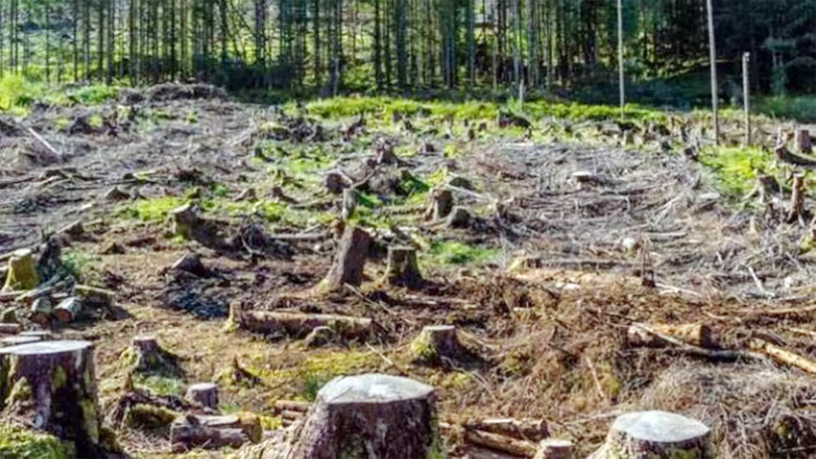 ಸಂರಕ್ಷಣೆ ಕಾಯ್ದೆಗಳು ನಿಶ್ಶಕ್ತ: ಭ್ರಷ್ಟಾಚಾರ, ಉದ್ಯಮಕ್ಕೆ ಕಾಡುಗಳ ಬಲಿ