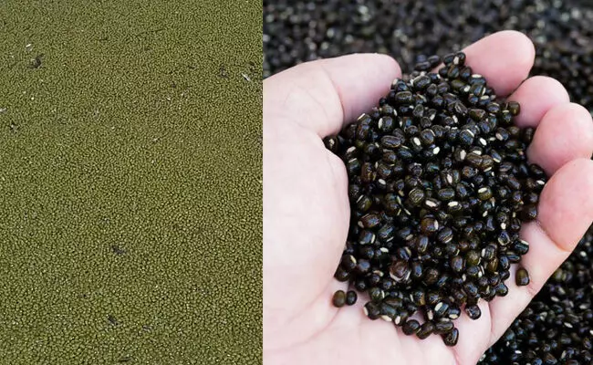 ಬೀದರ್ | ಜಿಲ್ಲೆಯಲ್ಲಿ ಒಟ್ಟು 30 ಹೆಸರು, ಉದ್ದು ಖರೀದಿ ಕೇಂದ್ರ ಪ್ರಾರಂಭ ಬೀದರ್ | ಜಿಲ್ಲೆಯಲ್ಲಿ ಒಟ್ಟು 30 ಹೆಸರು, ಉದ್ದು ಖರೀದಿ ಕೇಂದ್ರ ಪ್ರಾರಂಭ