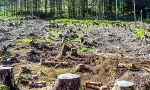 ಸಂರಕ್ಷಣೆ ಕಾಯ್ದೆಗಳು ನಿಶ್ಶಕ್ತ: ಭ್ರಷ್ಟಾಚಾರ, ಉದ್ಯಮಕ್ಕೆ ಕಾಡುಗಳ ಬಲಿ