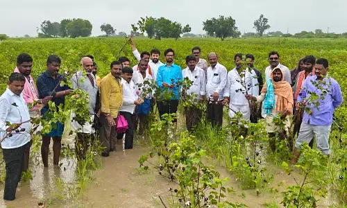 ವಡಿಗೇರಾ ತಾಲೂಕಿನ ವಿವಿಧೆಡೆ ಬೆಳೆನಷ್ಟ | ಸರಕಾರ ಕೂಡಲೇ ಹೆಚ್ಚಿನ ಪರಿಹಾರ ಘೋಷಿಸಲಿ : ಮಹೇಶರಡ್ಡಿ ಮುದ್ನಾಳ್