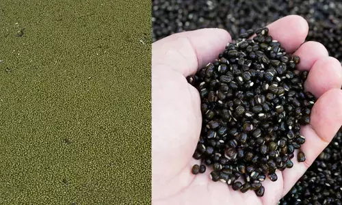 ಬೀದರ್ | ಜಿಲ್ಲೆಯಲ್ಲಿ ಒಟ್ಟು 30 ಹೆಸರು, ಉದ್ದು ಖರೀದಿ ಕೇಂದ್ರ ಪ್ರಾರಂಭ