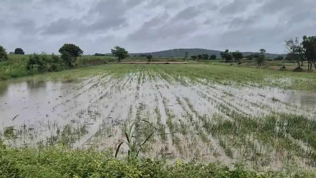 ಬಾಗಲಕೋಟೆ | ಭಾರಿ ಮಳೆ : ವಿವಿಧ ಬೆಳೆಗಳು ಜಲಾವೃತ