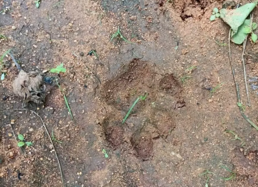 ಡೊಂಗರಾಂಪುರ ಗ್ರಾಮದಲ್ಲಿ ಮತ್ತೆ ಚಿರತೆ ಪ್ರತ್ಯಕ್ಷ; ನಾಯಿ ಮೇಲೆ ದಾಳಿ