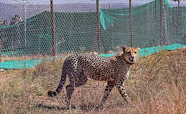 ಕುನೊ ರಾಷ್ಟ್ರೀಯ ಉದ್ಯಾನವನದಲ್ಲಿ ವಯಸ್ಕ ಹಂತಕ್ಕೆ ತಲುಪುತ್ತಿರುವ ಭಾರತೀಯ ಸಂಜಾತ ಚೀತಾ