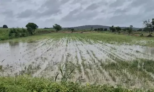 ಬಾಗಲಕೋಟೆ | ಭಾರಿ ಮಳೆ : ವಿವಿಧ ಬೆಳೆಗಳು ಜಲಾವೃತ