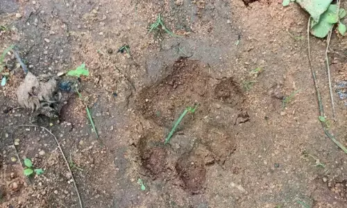 ಡೊಂಗರಾಂಪುರ ಗ್ರಾಮದಲ್ಲಿ ಮತ್ತೆ ಚಿರತೆ ಪ್ರತ್ಯಕ್ಷ; ನಾಯಿ ಮೇಲೆ ದಾಳಿ