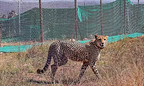 ಕುನೊ ರಾಷ್ಟ್ರೀಯ ಉದ್ಯಾನವನದಲ್ಲಿ ವಯಸ್ಕ ಹಂತಕ್ಕೆ ತಲುಪುತ್ತಿರುವ ಭಾರತೀಯ ಸಂಜಾತ ಚೀತಾ