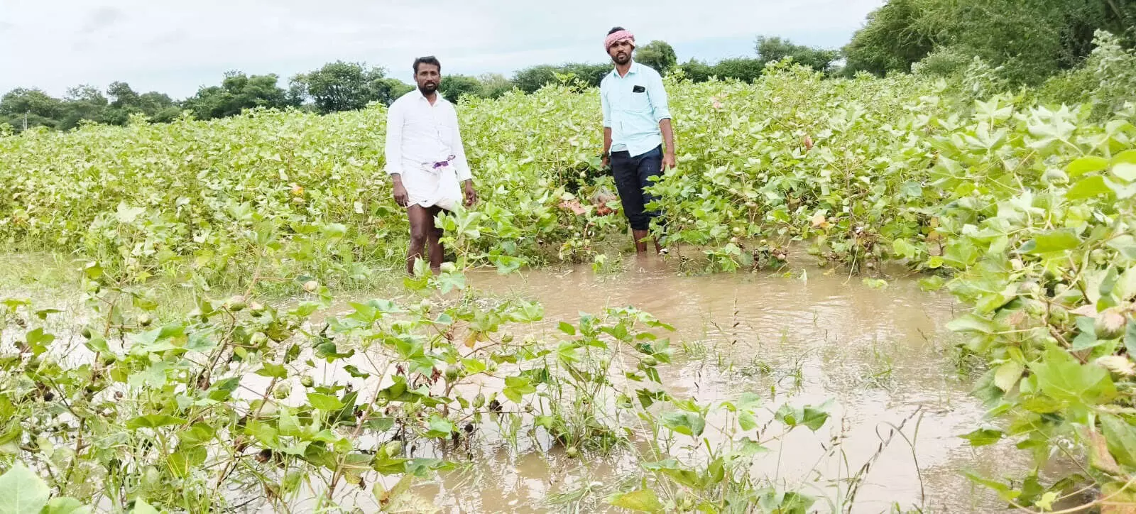 ರಾಯಚೂರು ಜಿಲ್ಲೆಯಲ್ಲಿ ತಗ್ಗಿದ ಮಳೆ: ಬೆಳೆ ಹಾನಿಯಿಂದ ಕಂಗೆಟ್ಟ ರೈತರು