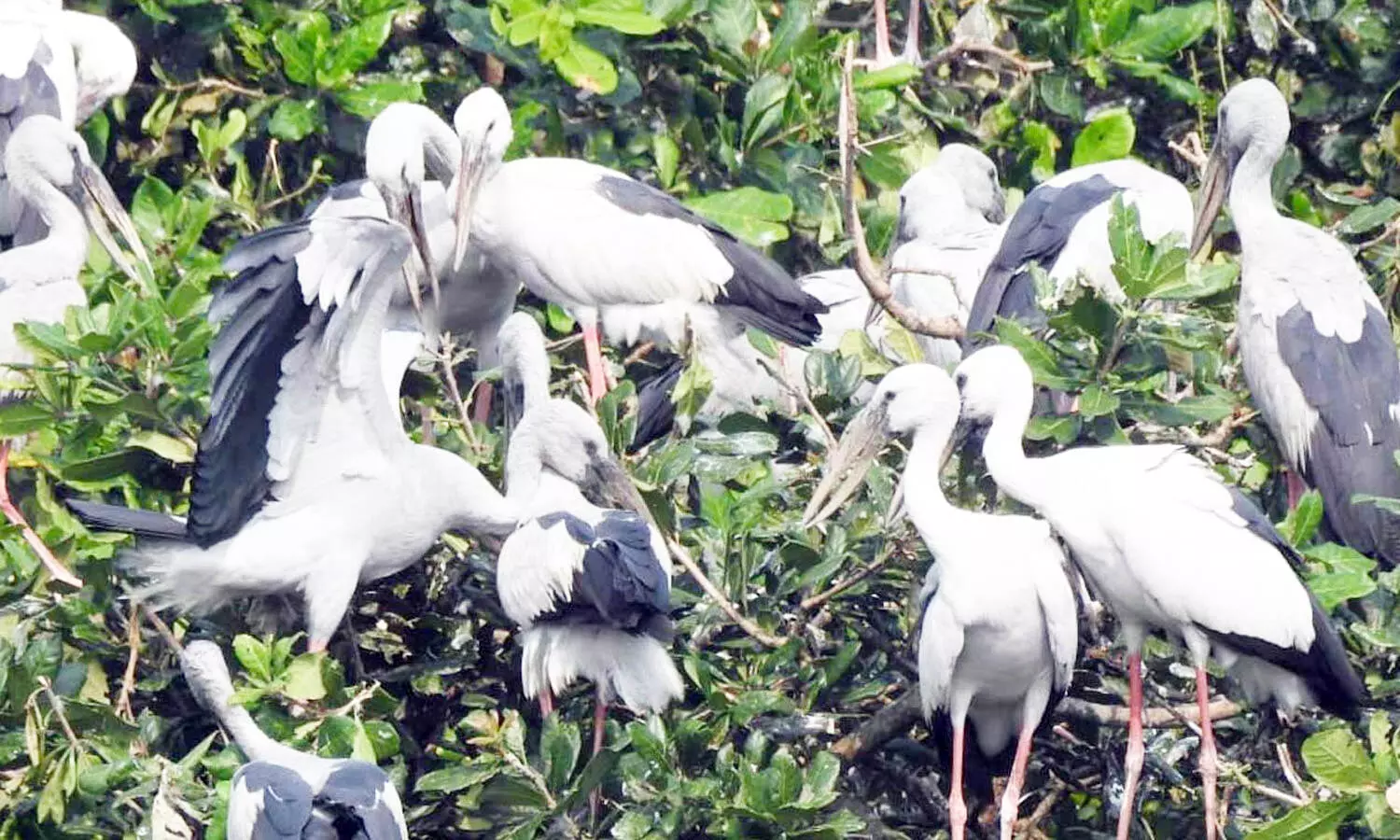 ಪಕ್ಷಿಪ್ರಿಯರ ನೆಚ್ಚಿನ ತಾಣವಾದ ಹೊಸಕೋಟೆ ಕೆರೆ