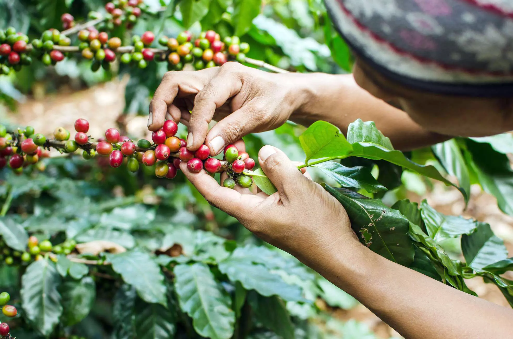ಕೊಡಗಿನ ಕಾಫಿ ತೋಟಗಳು ಕಾರ್ಮಿಕರಿಗೆ ವರದಾನ