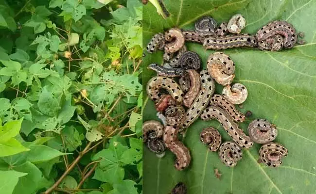 ಹತ್ತಿಬೆಳೆಗೆ ಲದ್ದಿ ಹುಳು: ದುಬಾರಿ ದರಕ್ಕೆ ವ್ಯಾಪಾರಿಗಳಿಂದ ಕ್ರಿಮಿನಾಶಕ ಮಾರಾಟ