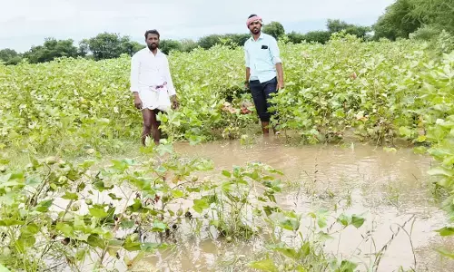 ರಾಯಚೂರು ಜಿಲ್ಲೆಯಲ್ಲಿ ತಗ್ಗಿದ ಮಳೆ: ಬೆಳೆ ಹಾನಿಯಿಂದ ಕಂಗೆಟ್ಟ ರೈತರು