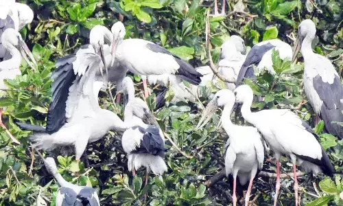 ಪಕ್ಷಿಪ್ರಿಯರ ನೆಚ್ಚಿನ ತಾಣವಾದ ಹೊಸಕೋಟೆ ಕೆರೆ