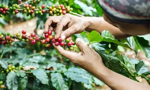 ಕೊಡಗಿನ ಕಾಫಿ ತೋಟಗಳು ಕಾರ್ಮಿಕರಿಗೆ ವರದಾನ