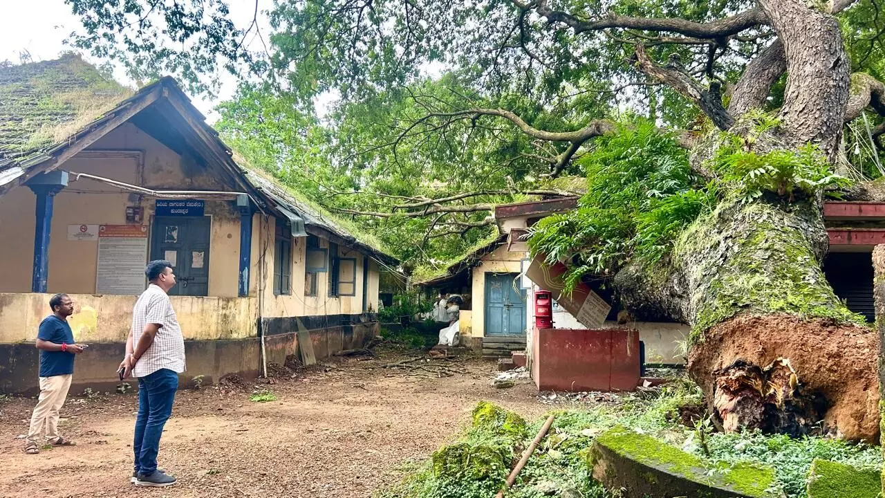 ಕುಂದಾಪುರ: ಬುಡಸಹಿತ ಧರೆಗುರುಳಿದ ಬೃಹತ್ ಗಾತ್ರದ ಮರ ಕುಂದಾಪುರ: ಬುಡಸಹಿತ ಧರೆಗುರುಳಿದ ಬೃಹತ್ ಗಾತ್ರದ ಮರ