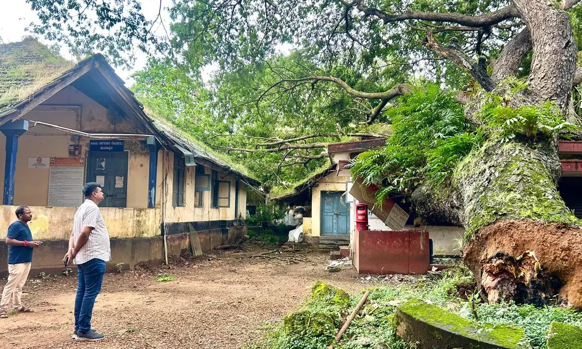 ಕುಂದಾಪುರ: ಬುಡಸಹಿತ ಧರೆಗುರುಳಿದ ಬೃಹತ್ ಗಾತ್ರದ ಮರ