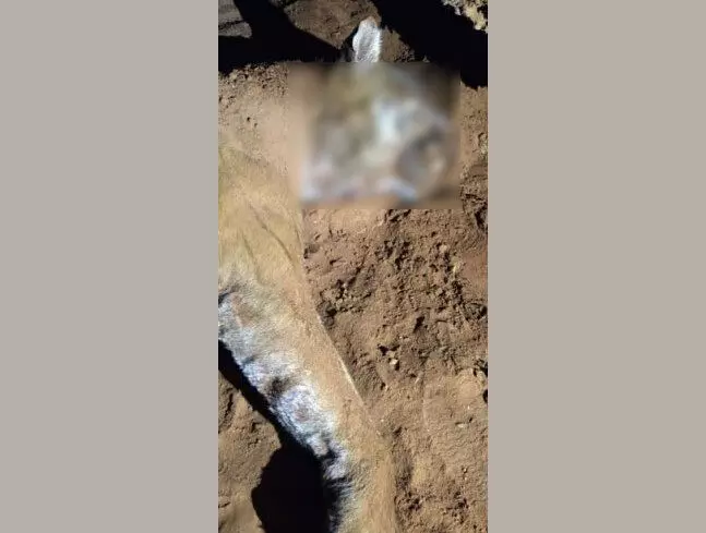 ಚಾಮರಾಜನಗರ | ಮತ್ತೊಂದು ಹುಲಿ ಹತ್ಯೆ: ಮಣ್ಣಿನಲ್ಲಿ ಹುದುಗಿಸಿದ ಸ್ಥಿತಿಯಲ್ಲಿ ಕಳೇಬರ ಪತ್ತೆ