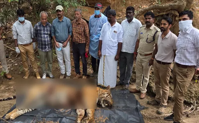 ಮಲೆಮಹದೇಶ್ವರ ಬೆಟ್ಟದಲ್ಲಿ ಹುಲಿ ಹತ್ಯೆ | ಶಂಕಿತ ಆರೋಪಿ ವಶಕ್ಕೆ