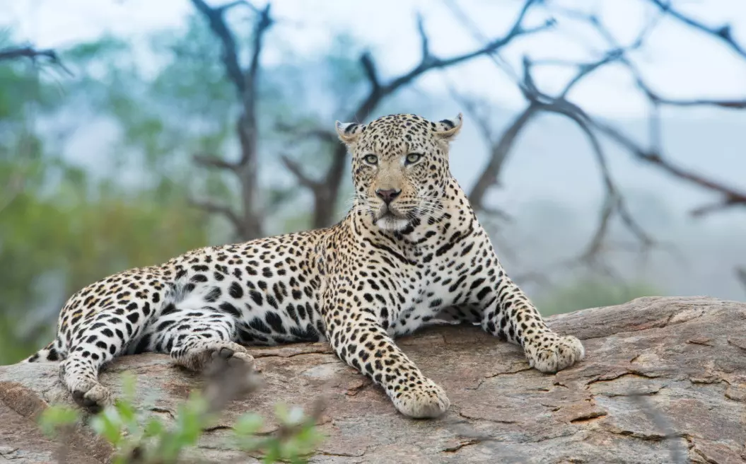 ತುಮಕೂರು ಜಿಲ್ಲೆ ಚಿರತೆ ಕಾರ್ಯಪಡೆಗೆ 60 ಸಿಬ್ಬಂದಿ : ಈಶ್ವರ್ ಖಂಡ್ರೆ