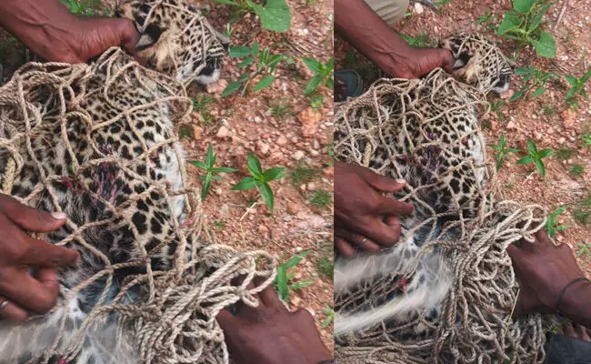 ಕನಕಗಿರಿ | 5 ತಿಂಗಳ ಹೆಣ್ಣು ಚಿರತೆ‌ ಸೆರೆ