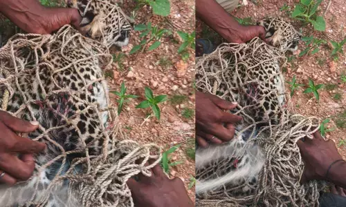 ಕನಕಗಿರಿ | 5 ತಿಂಗಳ ಹೆಣ್ಣು ಚಿರತೆ‌ ಸೆರೆ