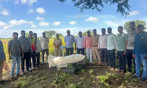 ಬೀದರ್ | ಹೊಲದಲ್ಲಿ ಬೆಳೆದಿದ್ದ 15 ಲಕ್ಷಕ್ಕಿಂತಲೂ ಹೆಚ್ಚು ಮೌಲ್ಯದ ಗಾಂಜಾ ವಶ : ಆರೋಪಿಯ ಬಂಧನ