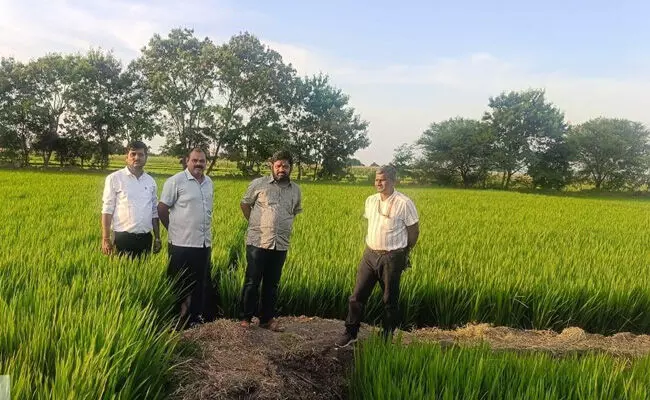 ಬಳ್ಳಾರಿ | ಭತ್ತದ ಬೆಳೆಯಲ್ಲಿ ದುಂಡಾಣು ಮಚ್ಚೆ ರೋಗ ನಿರ್ವಹಣೆಗೆ ಮುಂಜಾಗ್ರತಾ ಕ್ರಮವಹಿಸಲು ಕೃಷಿ ಉಪನಿರ್ದೇಶಕ ಮಂಜುನಾಥ ಸಲಹೆ