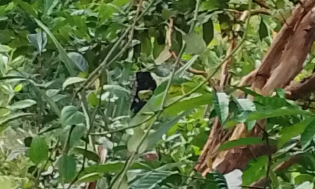 ತೆಕ್ಕಟ್ಟೆ: ಮಾಲಾಡಿ ಹಾಡಿಯಲ್ಲಿ ಕಪ್ಪು ಚಿರತೆ ಪ್ರತ್ಯಕ್ಷ