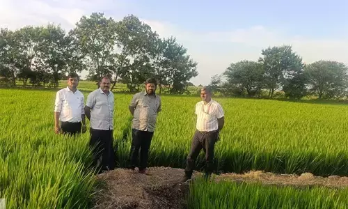 ಬಳ್ಳಾರಿ | ಭತ್ತದ ಬೆಳೆಯಲ್ಲಿ ದುಂಡಾಣು ಮಚ್ಚೆ ರೋಗ ನಿರ್ವಹಣೆಗೆ ಮುಂಜಾಗ್ರತಾ ಕ್ರಮವಹಿಸಲು ಕೃಷಿ ಉಪನಿರ್ದೇಶಕ ಮಂಜುನಾಥ ಸಲಹೆ